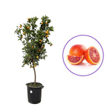 Portocal Vaniglia (Citrus sinensis), cu fructe dulci rosii-roz aromate, an 2 pe rod