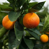 Portocal Moro (Citrus sinensis), cu fructe dulci portocalii-rosii aromate, an 2 pe rod