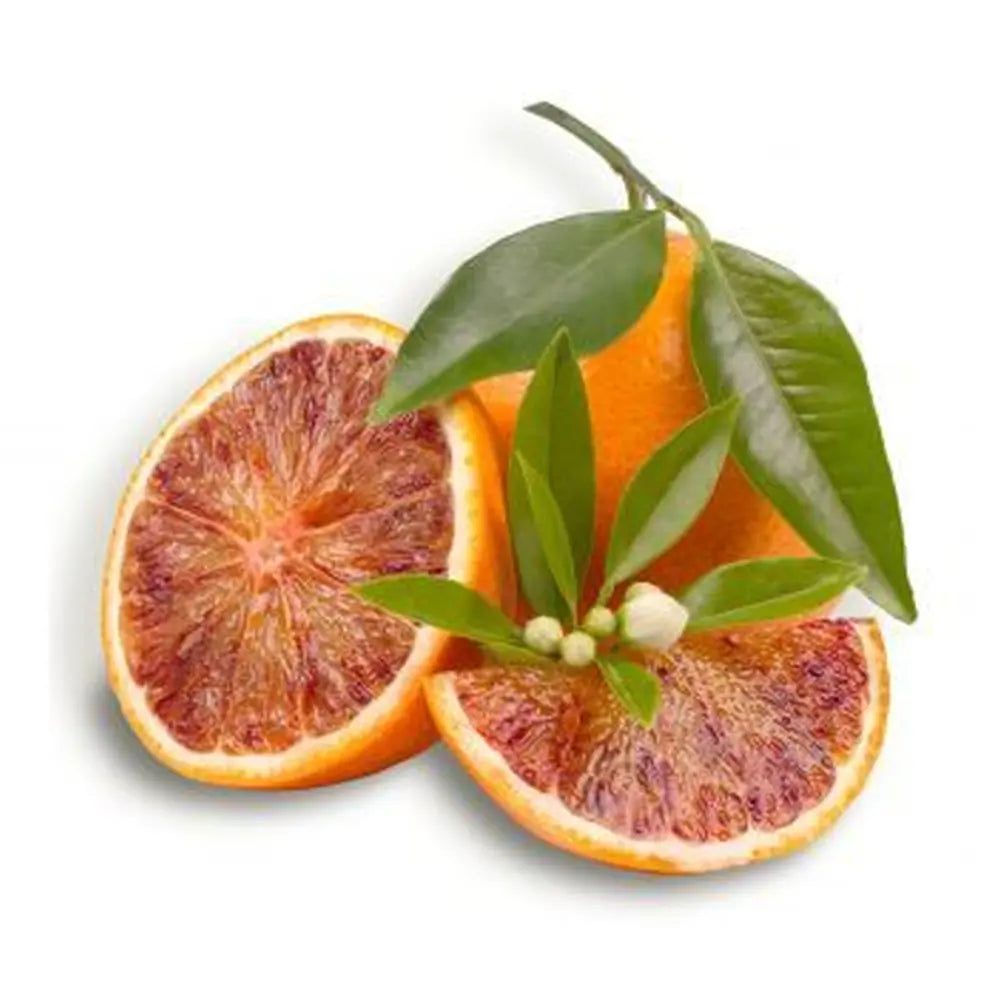 Portocal Moro (Citrus sinensis), cu fructe dulci portocalii-rosii aromate, an 2 pe rod