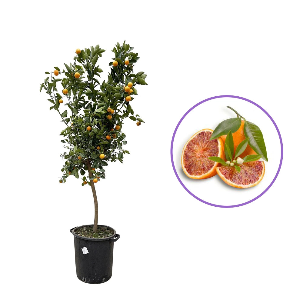 Portocal Moro (Citrus sinensis), cu fructe dulci portocalii-rosii aromate, an 2 pe rod