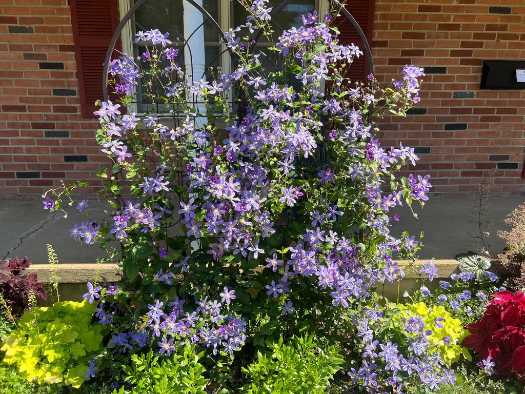 Clematis (Clematita) Arabella, cu flori albastre-violet, cataratoare