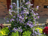 Clematis (Clematita) Arabella, cu flori albastre-violet, cataratoare