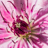 Clematis Captitaine Thuilleaux, cu Flori Roz-Albe Cataratoare
