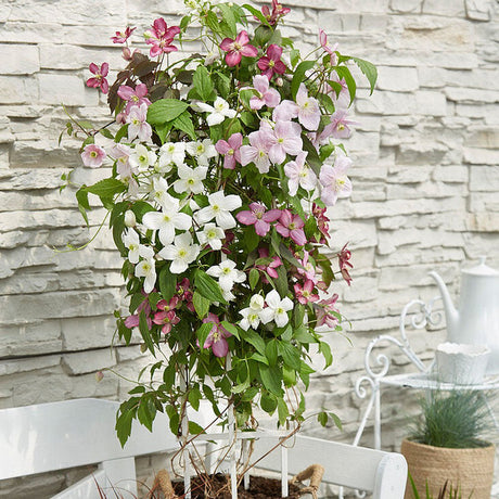 Clematis (Clematita) Carnaval Tricolor, cu flori albe-roz-lila, cataratoare