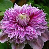 Clematis (Clematita) Josephine Regal, cu flori roz-pal, cataratoare