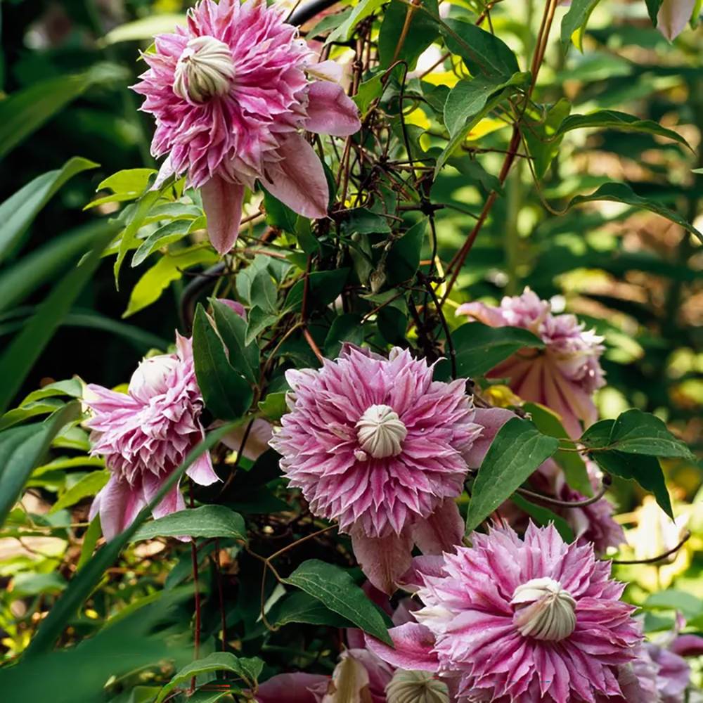 Clematis (Clematita) Josephine Regal, cu flori roz-pal, cataratoare