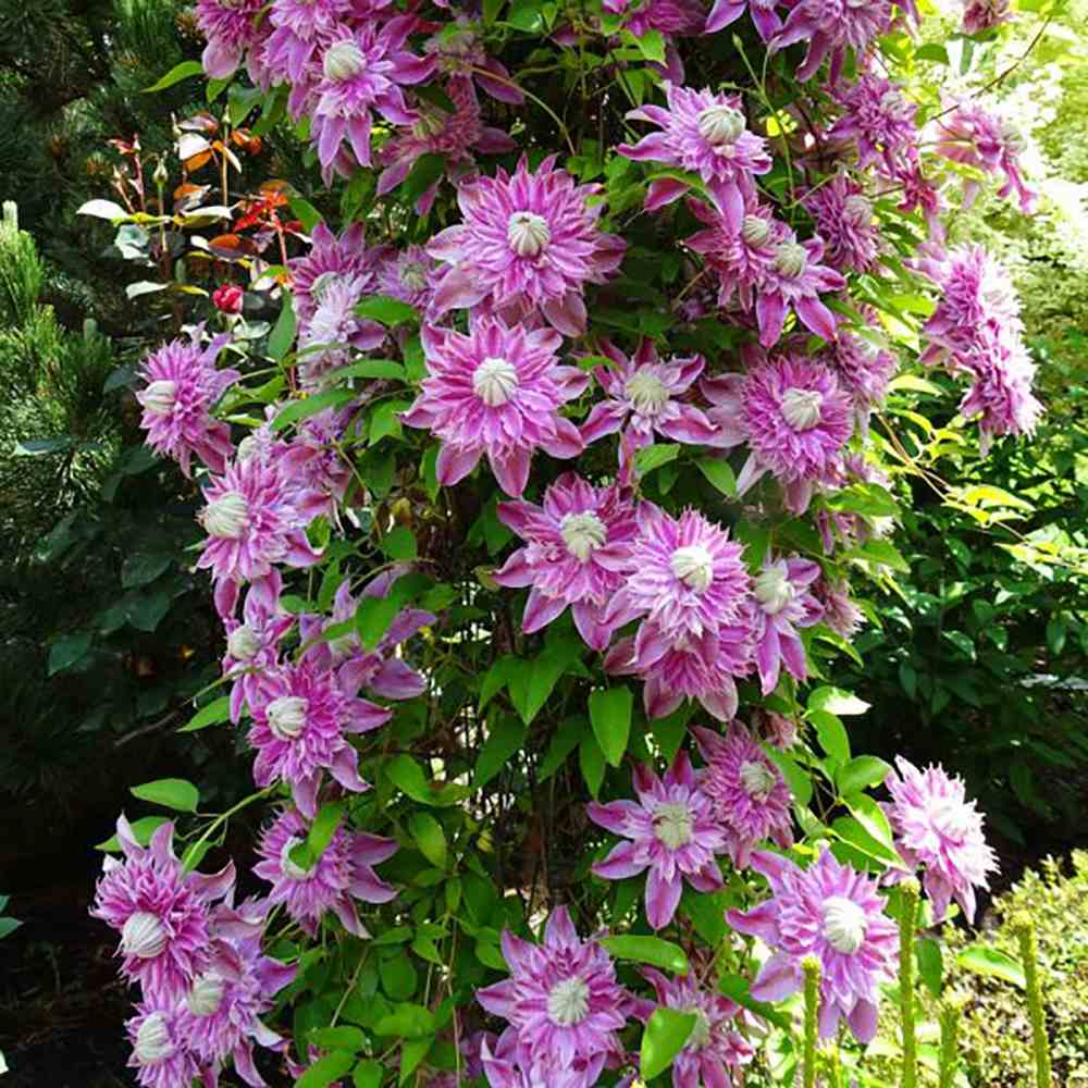 Clematis (Clematita) Josephine Regal, cu flori roz-pal, cataratoare
