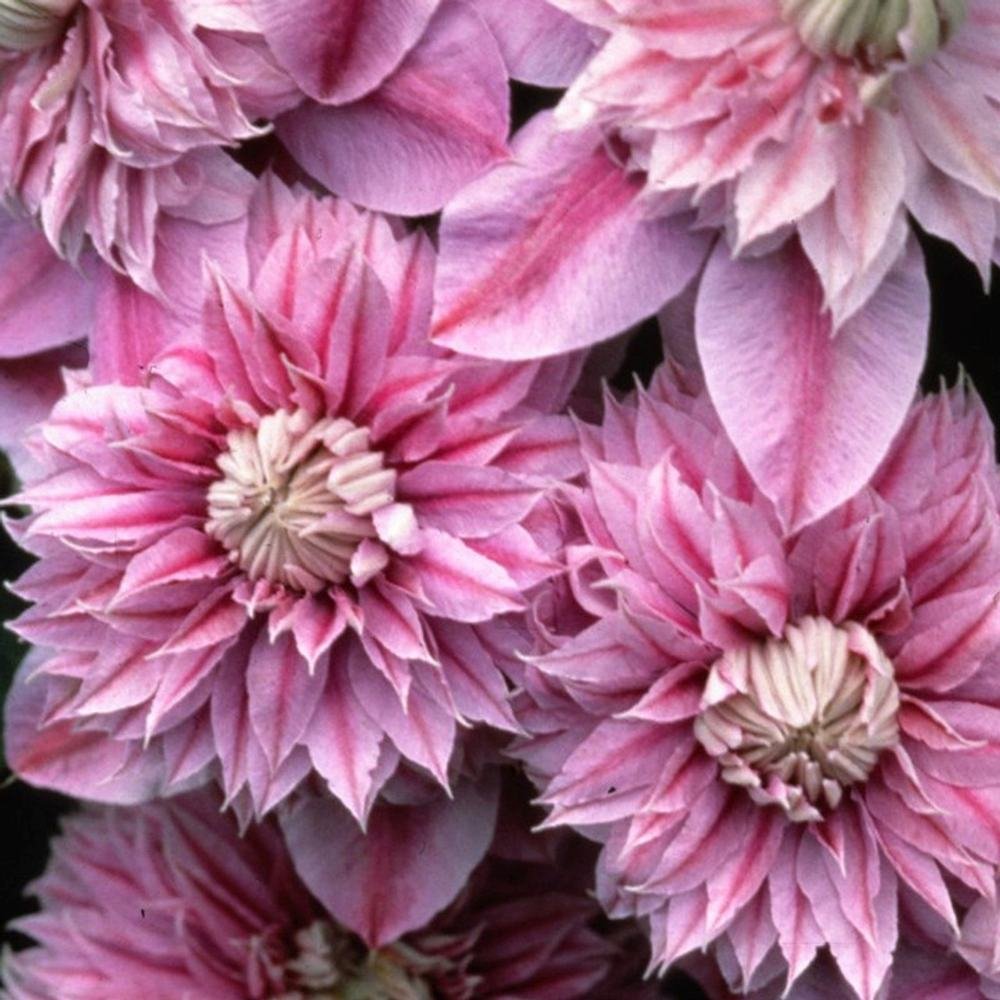 Clematis (Clematita) Josephine Regal, cu flori roz-pal, cataratoare