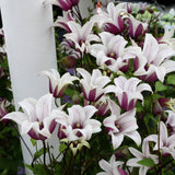 Clematis (Clematita) Princess Kate, cu flori albe/margine violet, cataratoare