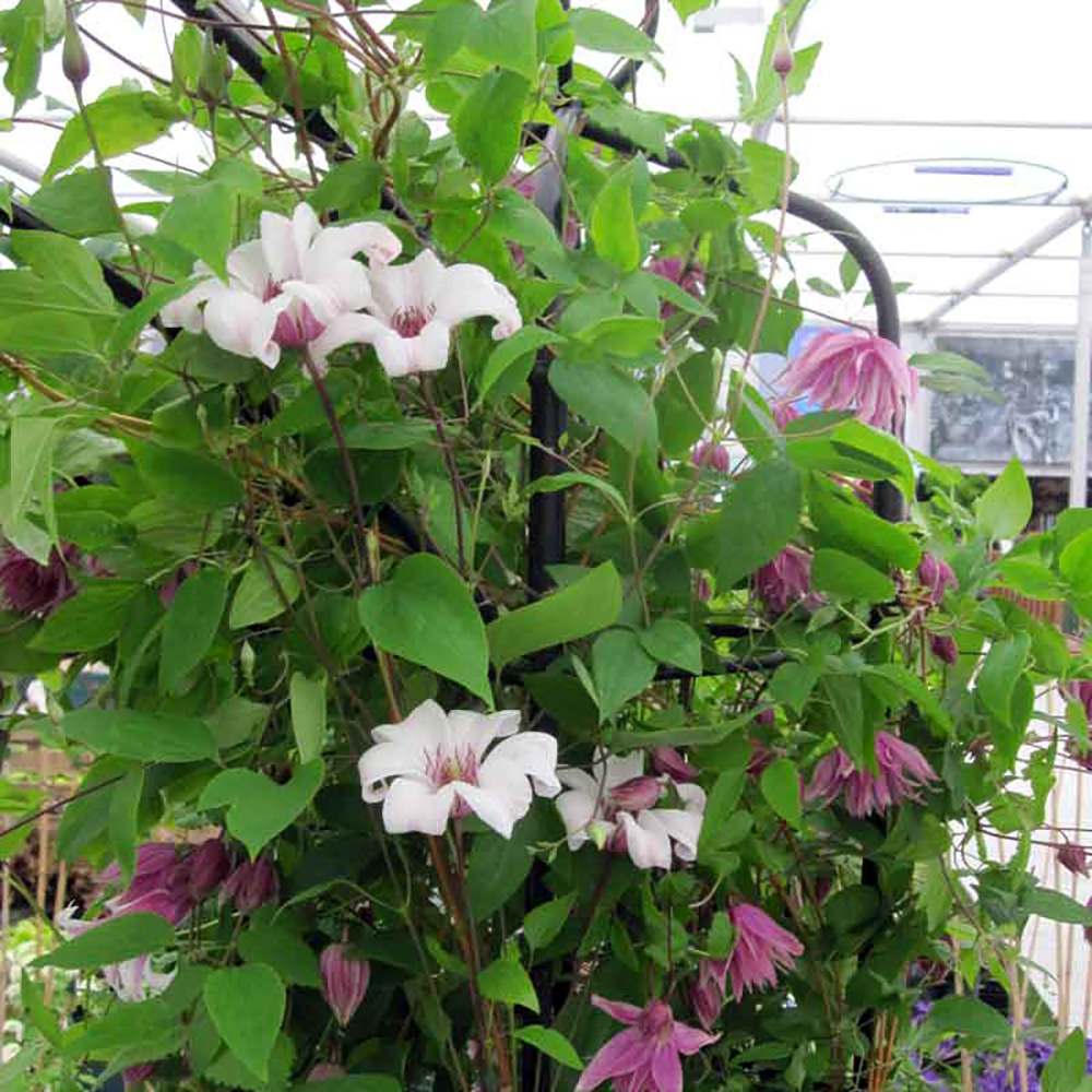 Clematis (Clematita) Princess Kate, cu flori albe/margine violet, cataratoare