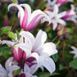 Clematis (Clematita) Princess Kate, cu flori albe/margine violet, cataratoare - VERDENA-75 cm inaltime, livrat in ghiveci de 3 l