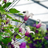 Clematis (Clematita) Princess Kate, cu flori albe/margine violet, cataratoare