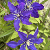 Clematis (Clematita) Rhapsody, cu flori albastre-violet, cataratoare