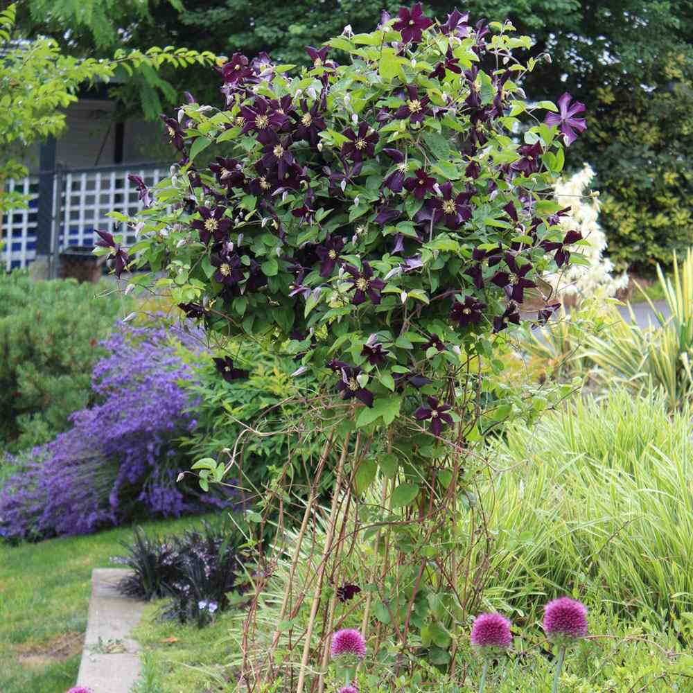 Clematis (Clematita) Romantika, cu Flori mov-inchise, Cataratoare