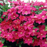 Clematis (Clematita) Rouge Cardinal, cu Flori Purpurii, Cataratoare