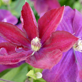 Clematis (Clematita) Rouge Cardinal, cu Flori Purpurii, Cataratoare