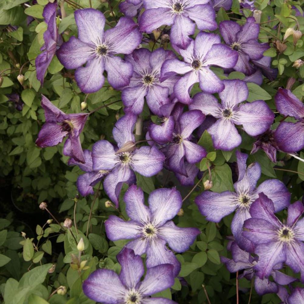 Clematis (Clematita) Super Nova, cu Flori mov cu alb, Cataratoare - VERDENA - 75 cm inaltime, ghiveci de 3 l