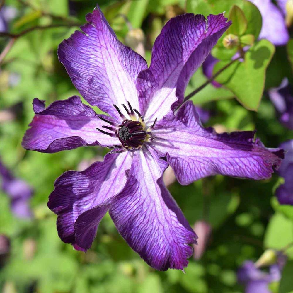 Clematis (Clematita) Super Nova, cu Flori mov cu alb, Cataratoare - VERDENA - 75 cm inaltime, ghiveci de 3 l