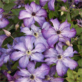 Clematis (Clematita) Super Nova, cu Flori mov cu alb, Cataratoare - VERDENA - 75 cm inaltime, ghiveci de 3 l