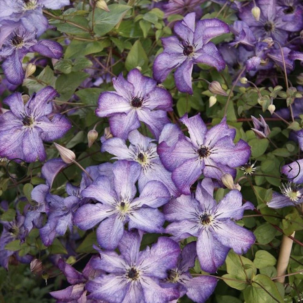 Clematis (Clematita) Super Nova, cu Flori mov cu alb, Cataratoare - VERDENA - 75 cm inaltime, ghiveci de 3 l