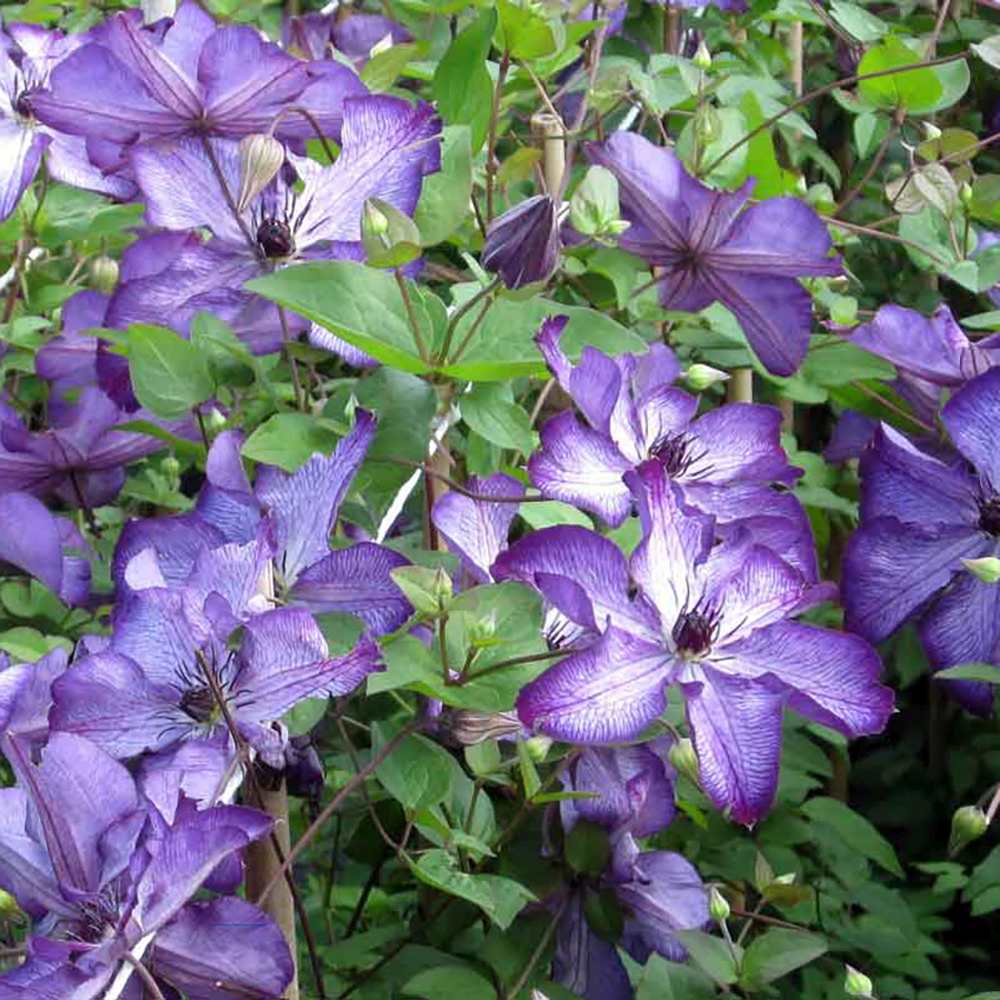 Clematis (Clematita) Super Nova, cu Flori mov cu alb, Cataratoare - VERDENA - 75 cm inaltime, ghiveci de 3 l