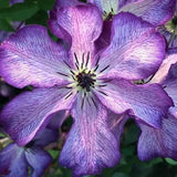 Clematis (Clematita) Super Nova, cu Flori mov cu alb, Cataratoare - VERDENA - 75 cm inaltime, ghiveci de 3 l