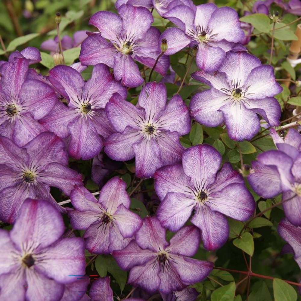 Clematis (Clematita) Super Nova, cu Flori mov cu alb, Cataratoare - VERDENA - 75 cm inaltime, ghiveci de 3 l