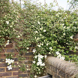 Clematis de Munte Grandiflora