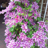 Clematis (Clematita) Dr. Ruppel, cu flori mari roz-alb, cataratoare