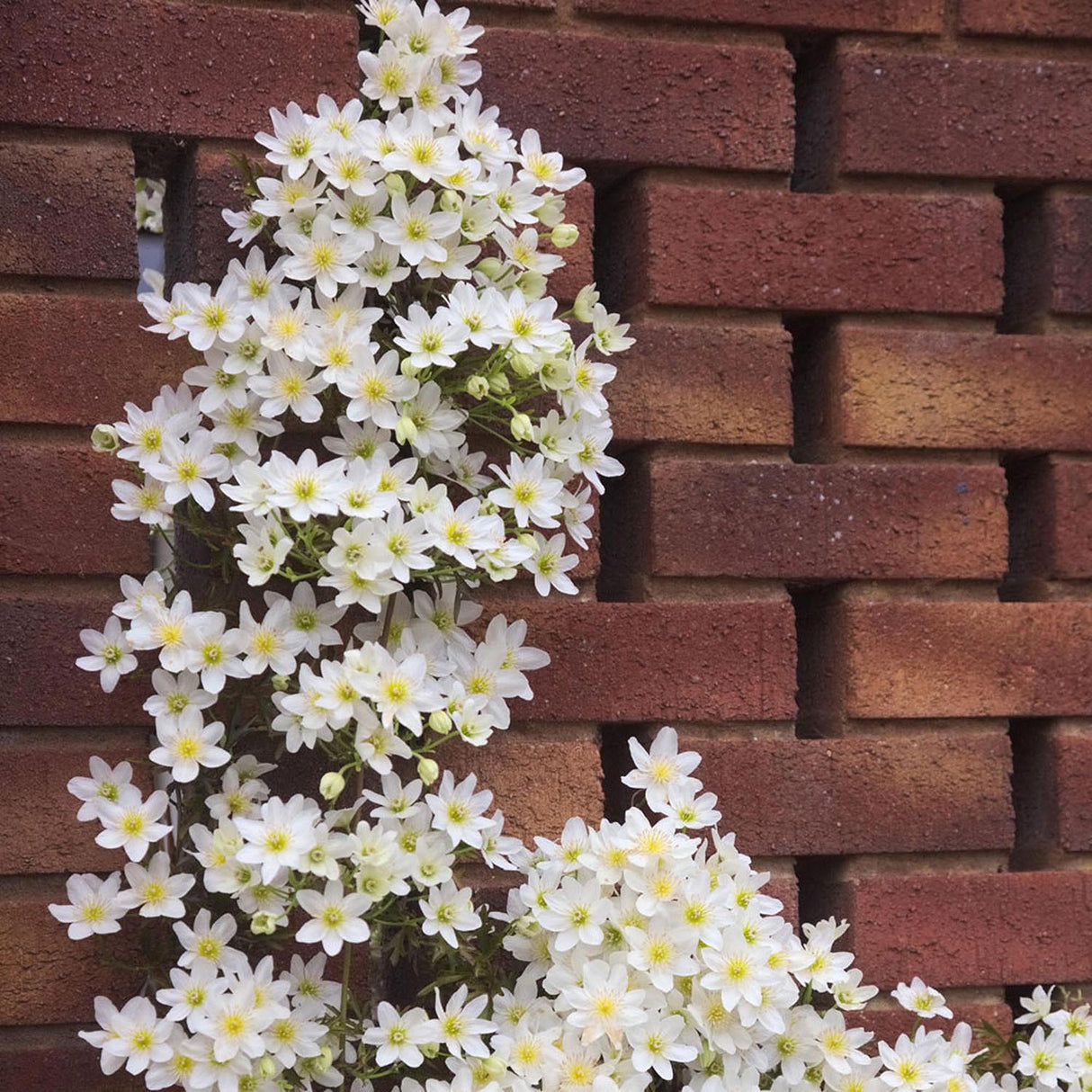 Clematis Early Sensation, cu Flori Albe, Cataratoare