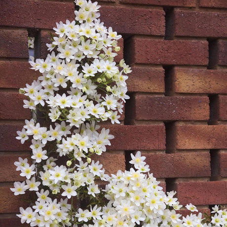 Clematis Early Sensation, cu Flori Albe, Cataratoare