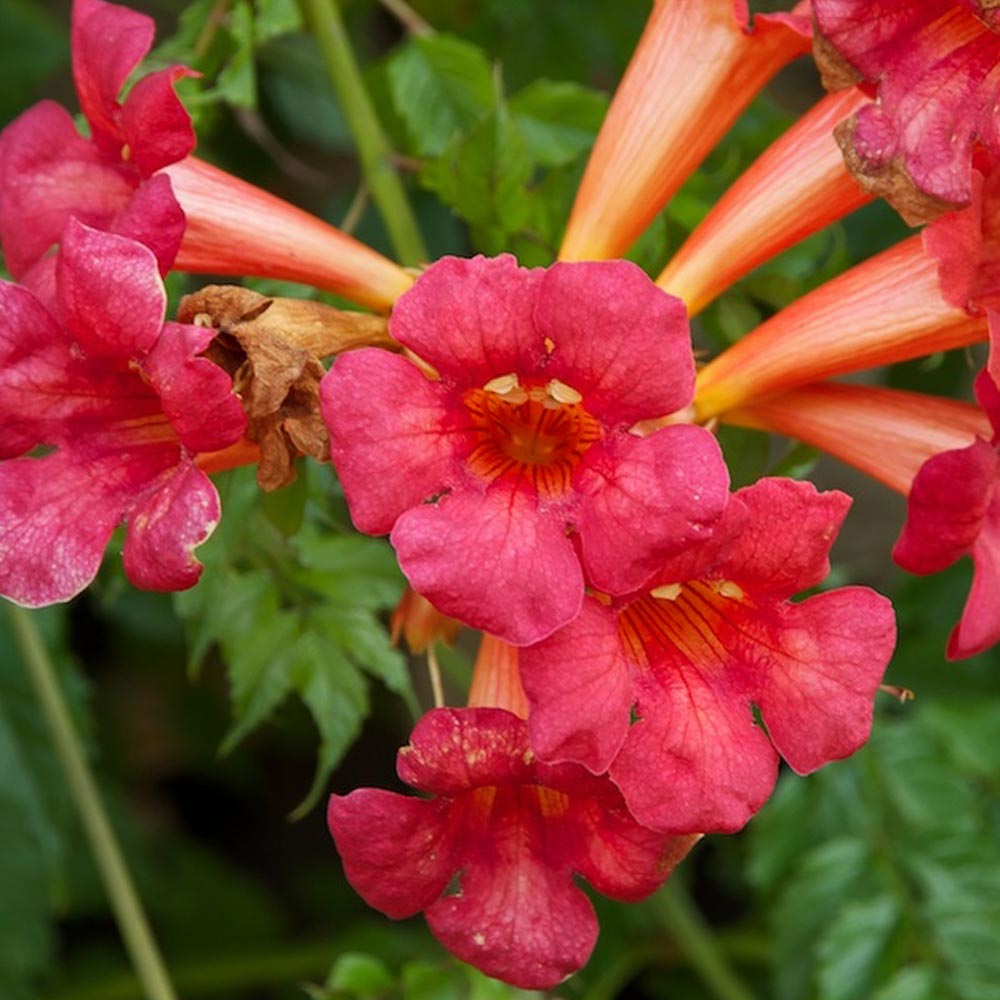 Trompeta Cataratoare, Luleaua turcului Flamenco, cu flori rosii-aprins