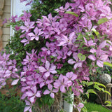 Clematis (Clematita) Giselle, cu flori roz-violet, cataratoare, inflorire repetata