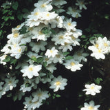 Clematis Hibrid Le Coultre