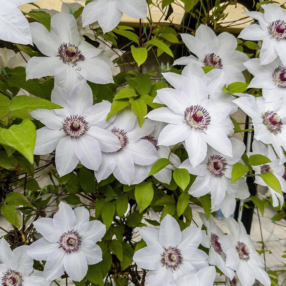 Clematis (Clematita) Miss Bateman, cu flori albe, cataratoare