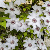 Clematis (Clematita) Miss Bateman, cu flori albe, cataratoare