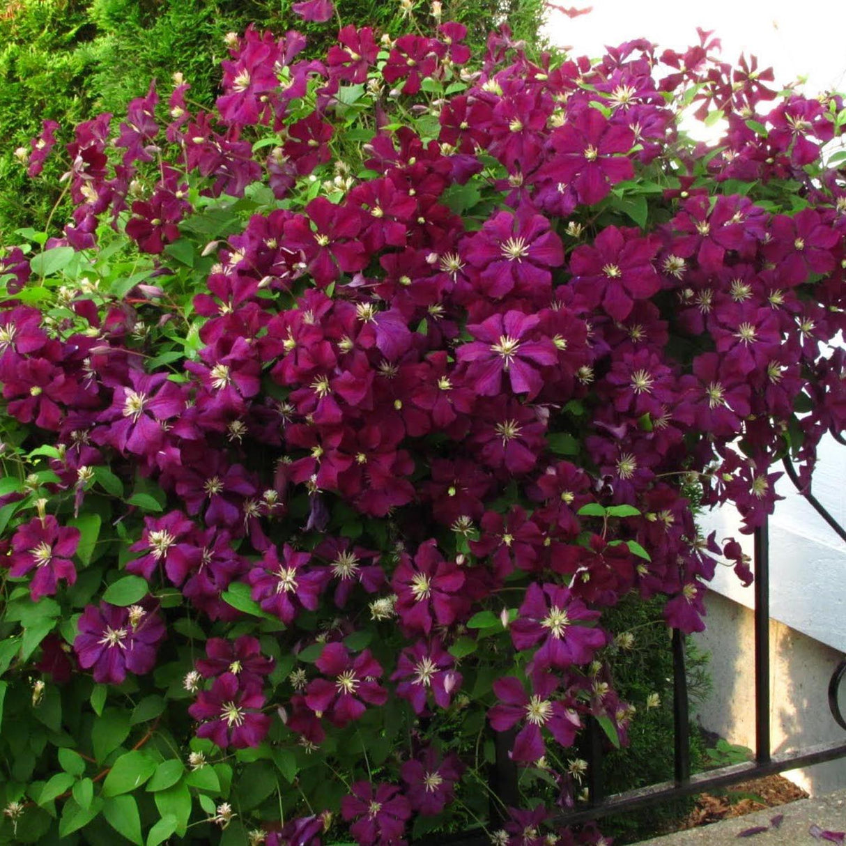 Clematis (Clematita) Niobe, cu flori rosu-burgundiu, cataratoare
