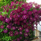 Clematis (Clematita) Niobe, cu flori rosu-burgundiu, cataratoare