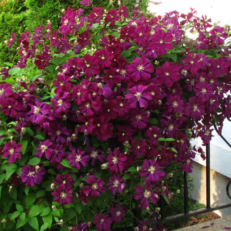 Clematis (Clematita) Niobe, cu flori rosu-burgundiu, cataratoare