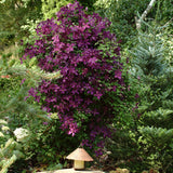 Clematis (Clematita) Niobe, cu flori rosu-burgundiu, cataratoare