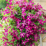 Clematis (Clematita) Niobe, cu flori rosu-burgundiu, cataratoare