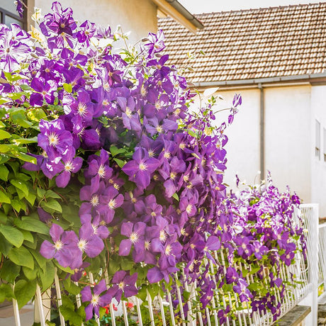 Клематис (Clematita) Президентът, с лилави, катерливи цветя