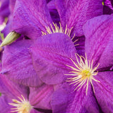 Клематис (Clematis) The President, с виолетови цветове, катерлив