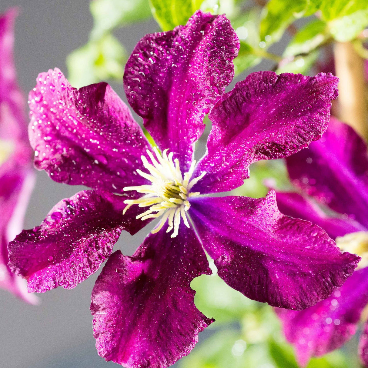 Clematis (Clematita) Warzawska Nike, cu flori violet-inchis cataratoare