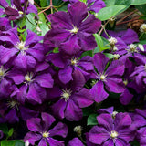 Clematis Italiana Etoile Violett, cu flori violet-inchis, cataratoare
