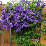 Clematis (Clematita) Jackmanii, cu flori mov, cataratoare