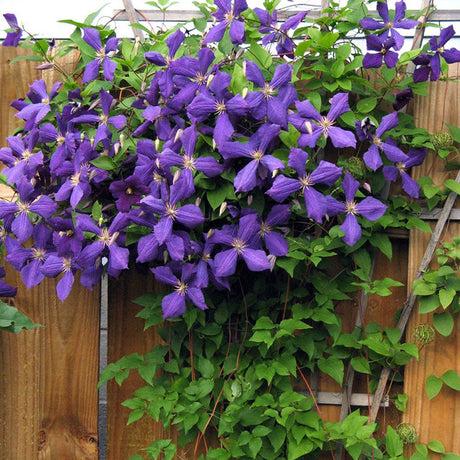 Clematis (Clematita) Jackmanii, cu flori mov, cataratoare