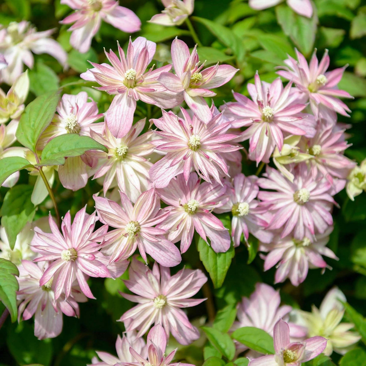 Clematis Marjorie, cu flori semi-duble, crem rozalii, cataratoare