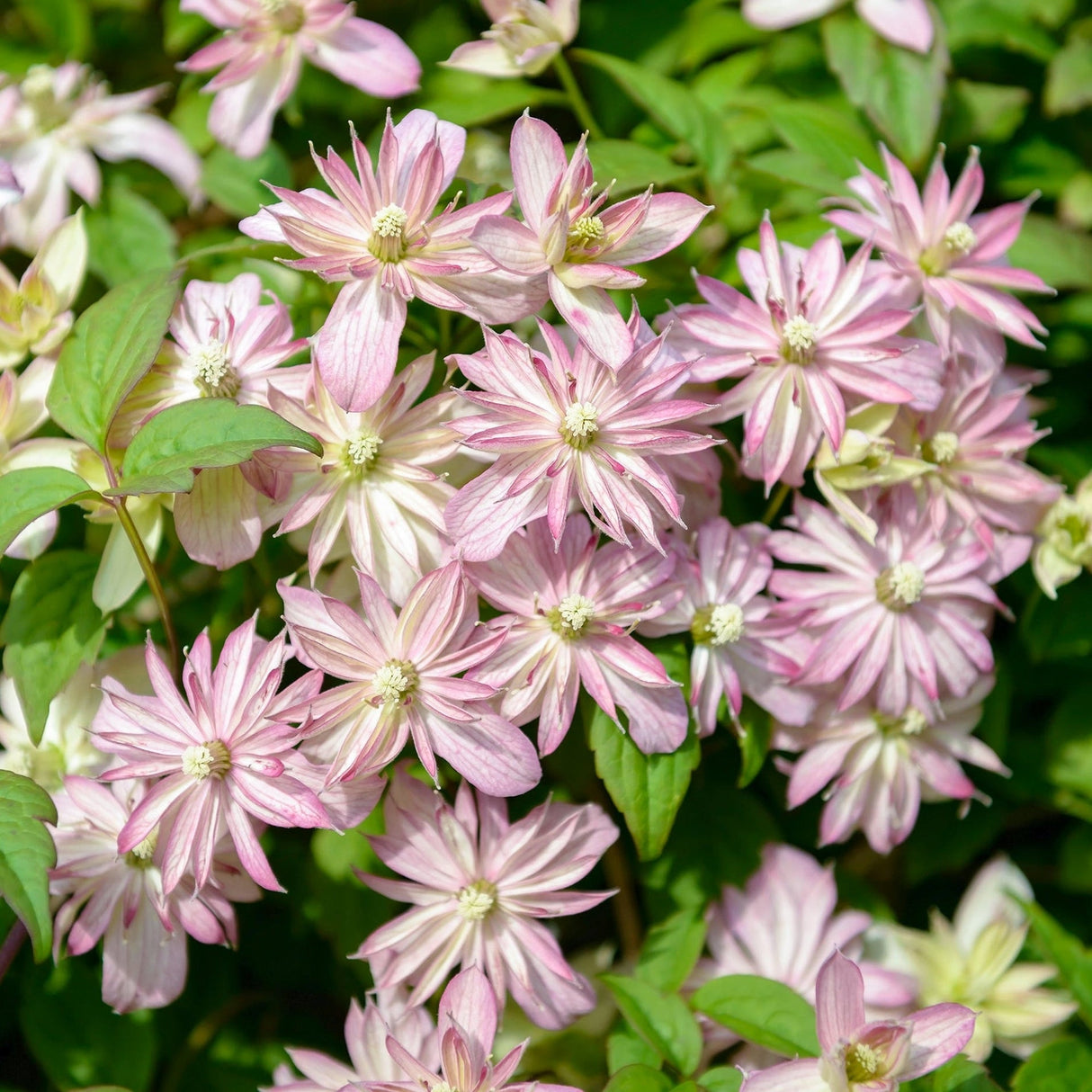 Clematis Marjorie, cu flori semi-duble, crem rozalii, cataratoare