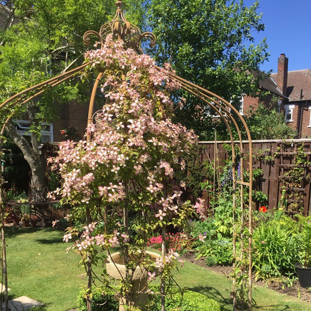Clematis Marjorie, cu flori semi-duble, crem rozalii, cataratoare